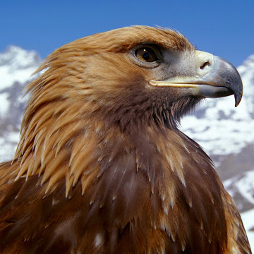 Profile photo of Khanbaa